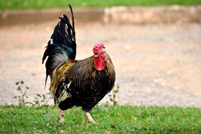 Close-up of rooster on field