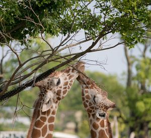 Low angle view of giraffes grazing on tree at forest