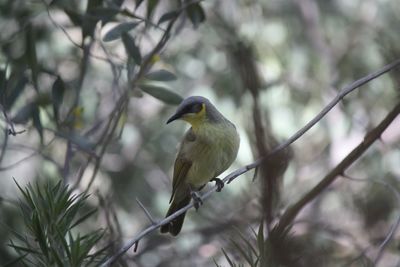 Bird perching on branch