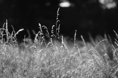 Close-up of plants on field