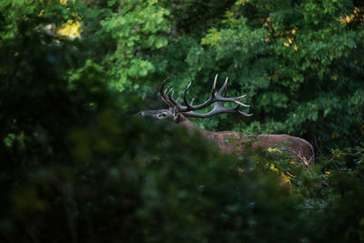 Deer in a forest