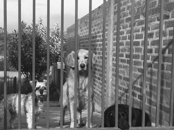 Dog by trees against sky