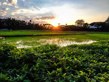 Scenic view of field against sky during sunset