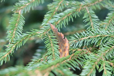 Close-up of pine tree