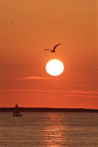 Silhouette of bird flying over sea