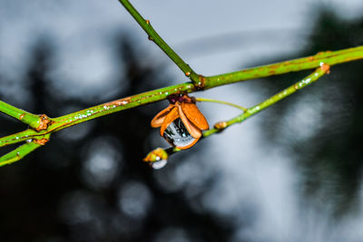 Close-up of insect on twig