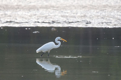 Bird on a lake