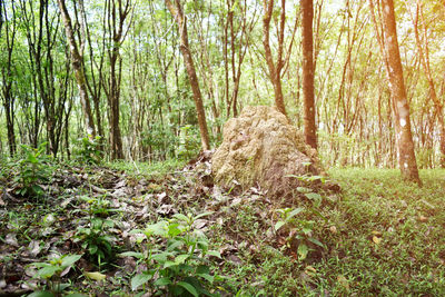 Trees in forest