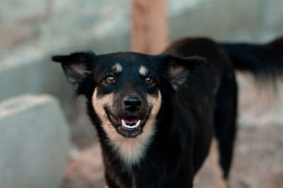 Portrait of a dog standing outdoors