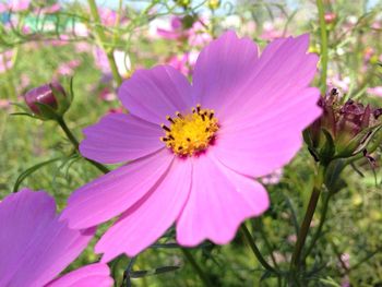 Close-up of pink flower