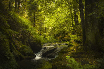 Scenic view of stream amidst trees in forest
