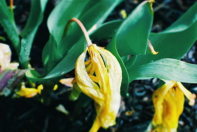 Close-up of yellow flower