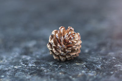 Close-up of dried pine cone on table