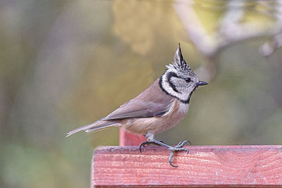 Close-up of bird perching on railing