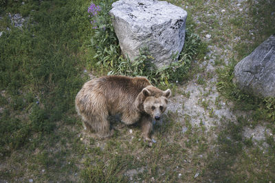 High angle view of bear