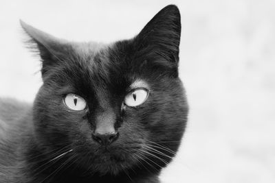 Close-up portrait of cat against sky