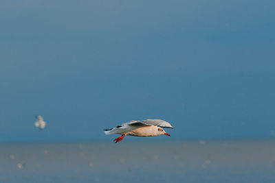 Seagull flying over sea against clear sky