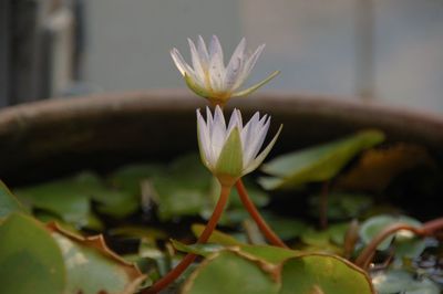 Close-up of lotus water lily