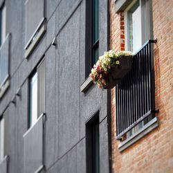 Low angle view of flowers blooming on window