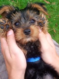 Close-up of hand holding puppy