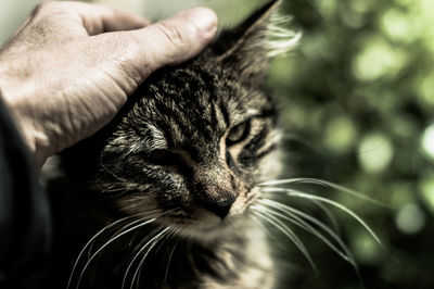 Close-up of hand holding cat