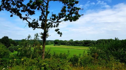 Scenic view of agricultural field against sky