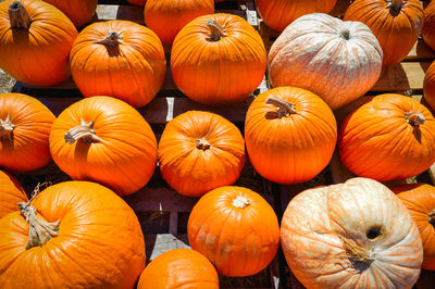 High angle view of pumpkins for sale at a patch for halloween 