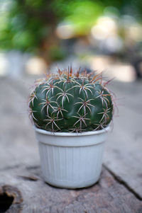 Close-up of potted cactus plant