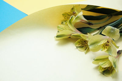 High angle view of yellow flowering plant on table