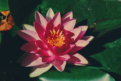 Close-up of lotus water lily in pond