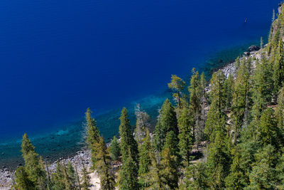 Close up of shoreline water and trees at crater lake in oregon