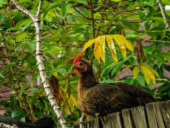 Close-up of a bird on tree