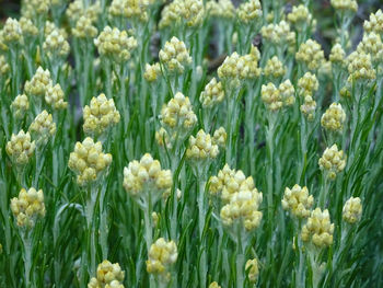 Full frame shot of flowers