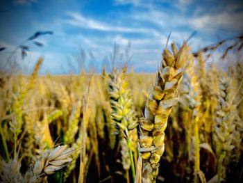 Close-up of stalks in field against sky