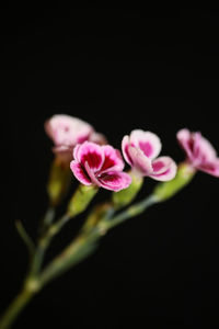 Close-up of pink flower against black background