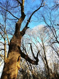 Low angle view of bare tree against sky