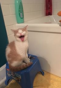 Close-up of cat yawning