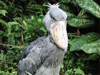 Close-up of bird perching on plant