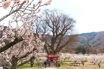 View of cherry blossom tree in park