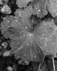 Close-up of leaves