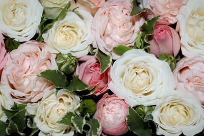 Full frame shot of roses for sale at market