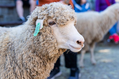 Close-up of a sheep