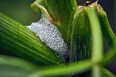 Close-up of fresh green leaves on plant