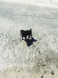 High angle view of horse on beach