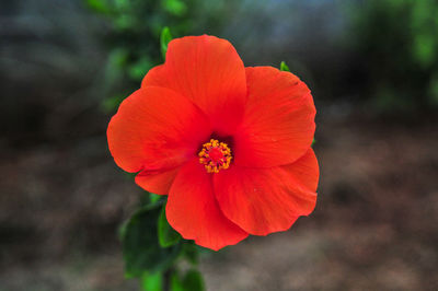 Close-up of red flower