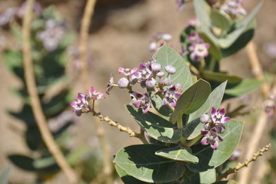 Close-up of pink flowering plant