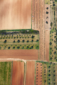 View of vineyard