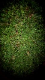 Close-up of grass growing in forest