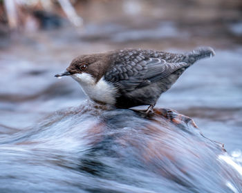 Close-up of bird standing in water