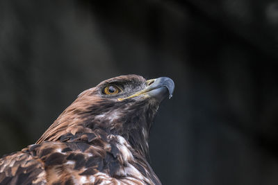 The look of a stern eagle